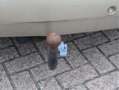 Renault Grand Scenic 2.0-16V Tech Line 7p. | Inruilkoopje | Zo Mee | Le Beige - thumbnail 27