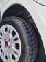 Fiat Panda Panda III 2016 1.2 Easy 69cv Bianco - thumbnail 5
