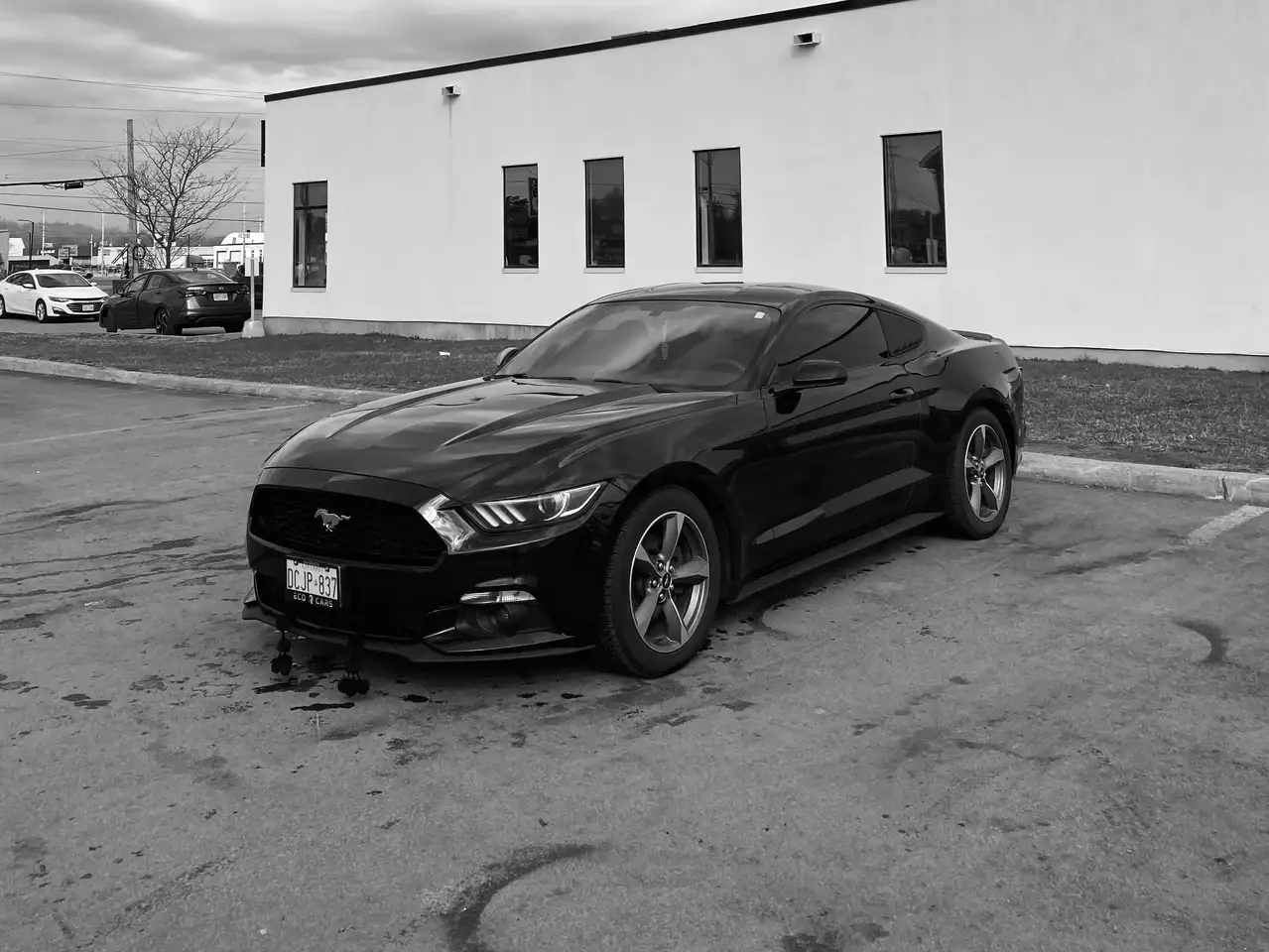 Ford Mustang fotografie Ford Mustang