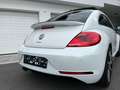 Volkswagen Beetle 2,0 TDI, Sky, R-LINE, Fender Weiß - thumbnail 9