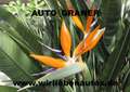 Jeep Renegade Limited 4WD Allrad Automatik Leder Pano Orange - thumbnail 20