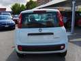 Fiat New Panda 1.0 FireFly S&S Hybrid 70CV Bianco - thumbnail 7