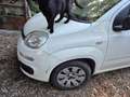 Fiat Panda Panda III 2012 1.2 easypower Pop Gpl 69cv Blanc - thumbnail 4