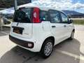 Fiat Panda 4x2 FireFly Hybrid 70 Pandina Vorlauf Weiß - thumbnail 5