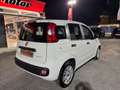Fiat Panda Panda 1.0 FireFly S&S Hybrid, PRONTA CONSEGNA ! ! Blanco - thumbnail 5