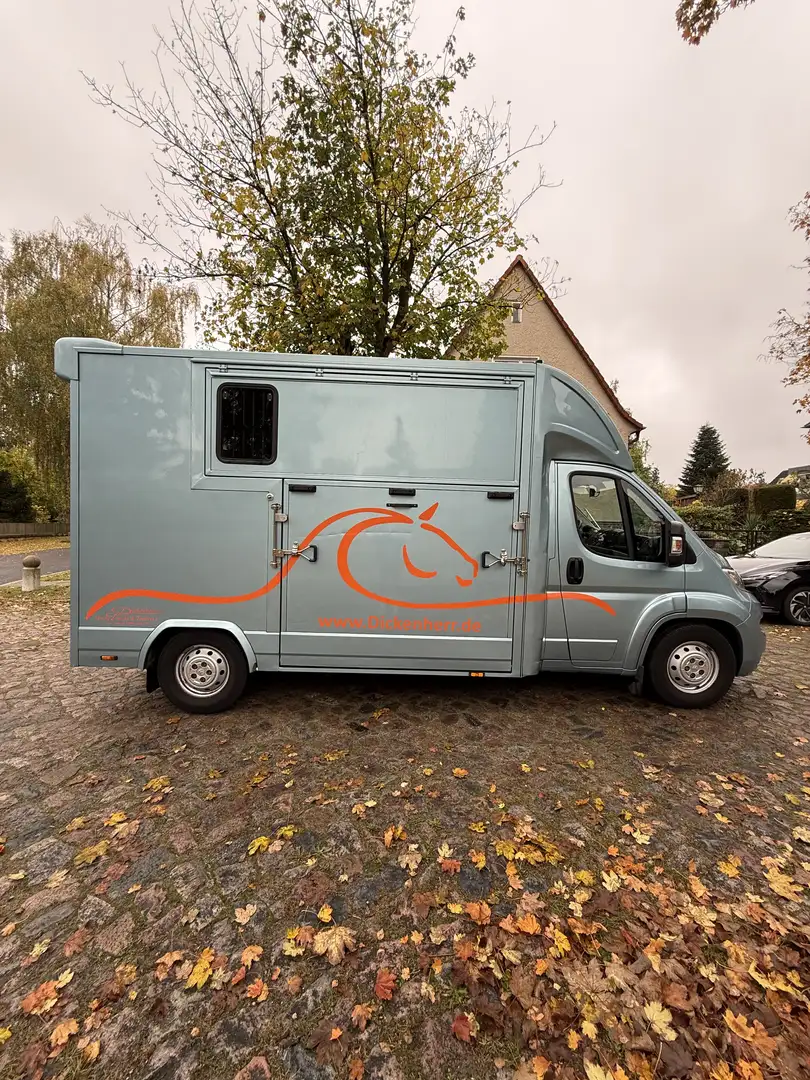 Citroen Jumper Pferdetransporter Sonderaufbau Blau - 2