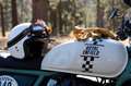 Royal Enfield Bear 650 Two Four Nine 2025 Sofort lieferbar ! - thumbnail 6