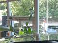 Land Rover Range Rover 3.0 P550e 550ch PHEV Autobiography SWB Zwart - thumbnail 16