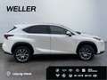 Lexus NX 300h Business Edition *LED*RCam*SHZ*Navi*PDC* Weiß - thumbnail 10