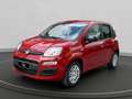 Fiat Panda 1.0 firefly hybrid s&s 70cv 5p.ti Rosso - thumbnail 1