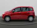Fiat Panda 1.0 firefly hybrid s&s 70cv 5p.ti Rosso - thumbnail 6