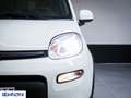 Fiat Panda 1.0 FireFly Hybrid Neo Patentati - Km0 Blanc - thumbnail 13