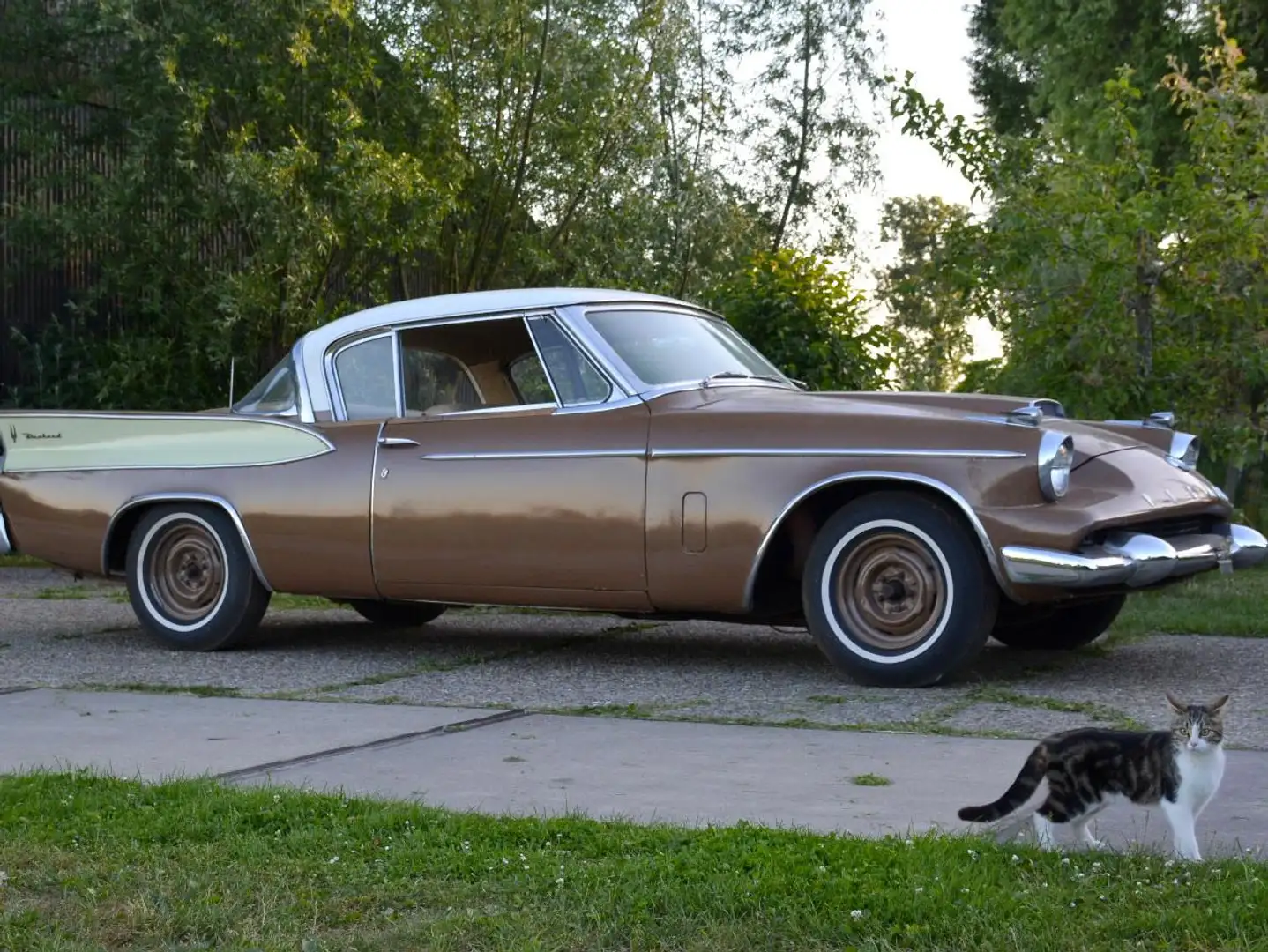 Studebaker Sonstige Packard Hawk -1958 Braun - 2