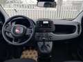 Fiat Panda PANDINA III 1.0 70 CV FIREFLY  HYBRID S.S. Blanco - thumbnail 11