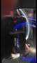 Renault Kadjar 1.5 Blue dCi Intens EDC - thumbnail 8
