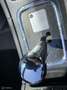 Peugeot 607 2.2-16V Executive !! MOTOR DEFECT !! Blauw - thumbnail 13