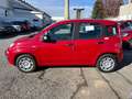 Fiat Panda Panda 1.0 FireFly S&S Hybrid Rosso - thumbnail 4