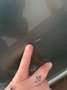Nissan Micra Comfort Bleu - thumbnail 11