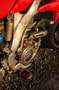 Honda CRF 250 Red - thumbnail 3