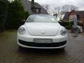 Volkswagen New Beetle New Beetle Cabriolet 1,2 TSI Wit - thumbnail 1
