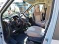 Rapido EX MIETWAGEN * C55 SOFORT LIEFERBAR Weiß - thumbnail 6
