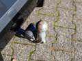 BMW 340 i Touring xDrive PANO AHK LED HUD NAVI H/K Gris - thumbnail 12