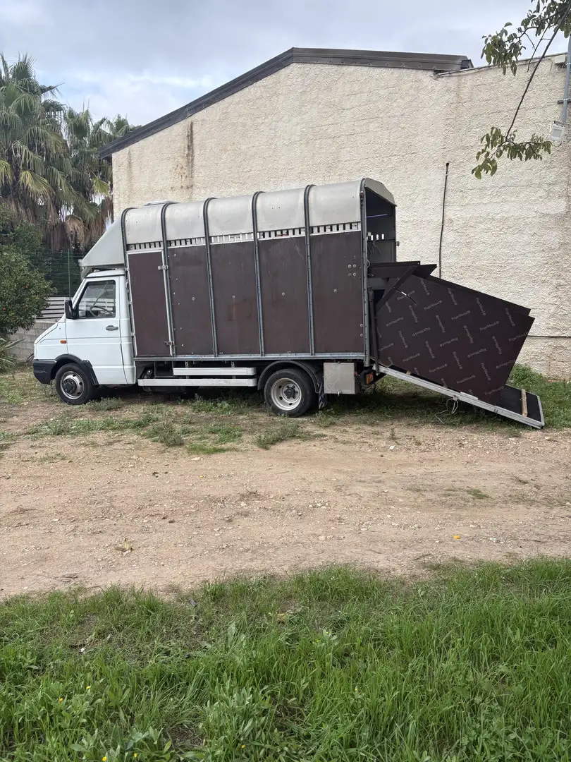 Iveco Daily trasporto animali vivi - 2