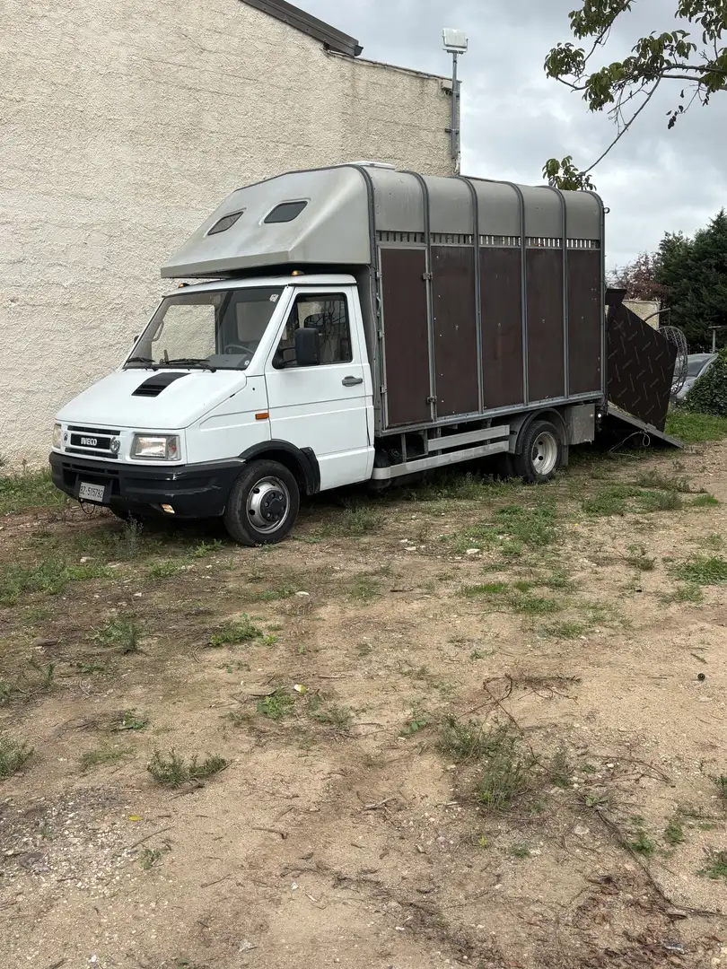 Iveco Daily trasporto animali vivi - 1