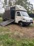 Iveco Daily trasporto animali vivi - thumbnail 3