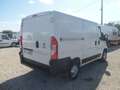 Fiat Ducato furgone tetto basso Weiß - thumbnail 4