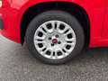 Fiat Panda Panda 1.2 Easy Rosso - thumbnail 10