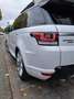 Land Rover Range Rover Sport 3.0 TDV6 SE - thumbnail 6