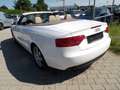 Audi A5 2.0 TFSI Cabrio Kilma Sitzh. Leder Alu.  HU AU Neu Weiß - thumbnail 17