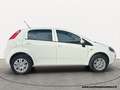 Fiat Punto 1.4 8V 5 porte Metano Lounge unico proprietario Bianco - thumbnail 6