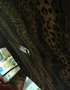 Chevrolet Caprice Chevrolet Caprice 5,7 l V8 Limousine Rot - thumbnail 12