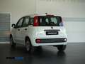 Fiat Panda 1.0 firefly hybrid 5 posti PREZZO REALE Blanc - thumbnail 4