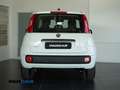 Fiat Panda 1.0 firefly hybrid 5 posti PREZZO REALE Blanc - thumbnail 5