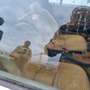 Triumph TR7 1982  H-Kennzeichen Cabrio Gold - thumbnail 9