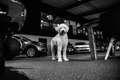 MINI Cooper S Clubman Mini 2.0 Sport Black Edition (PANORAMADAK, GROOT N Negro - thumbnail 42