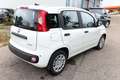 Fiat Panda MHEV 5"-DAB 5-Sitzer PDC DigCo LaneA Temp 51 kW... Weiß - thumbnail 3