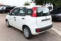 Fiat Panda MHEV 5"-DAB 5-Sitzer PDC DigCo LaneA Temp 51 kW... Weiß - thumbnail 4