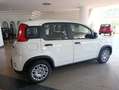 Fiat Panda 1.0 FireFly S&S Hybrid Bianco - thumbnail 5