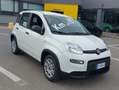 Fiat Panda Panda 1.0 firefly hybrid s Bianco - thumbnail 2