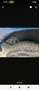 Ford Transit Bus 6 sitzer Ford transit mixto.Verkauft wird der Ford - thumbnail 10