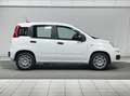 Fiat Panda 1.0 FireFly S&S Hybrid 5 Posti KM ZERO Bianco - thumbnail 6