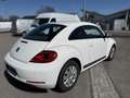 Volkswagen Beetle 1,2 TSI Weiß - thumbnail 4
