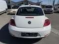 Volkswagen Beetle 1,2 TSI Weiß - thumbnail 5