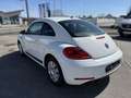 Volkswagen Beetle 1,2 TSI Weiß - thumbnail 6