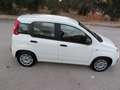 Fiat Panda 1.0 FIREFLY HYBRID S&S 5 P.TI Bianco - thumbnail 5