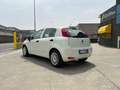 Fiat Punto 5p 1.3 mjt Street S&S White - thumbnail 14